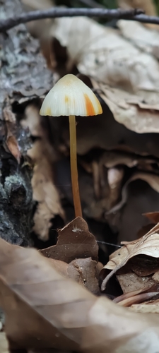 saffrondrop bonnet