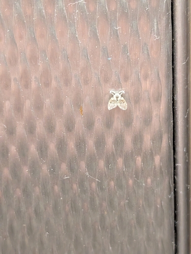 Bathroom Moth Fly