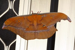Antheraea formosana