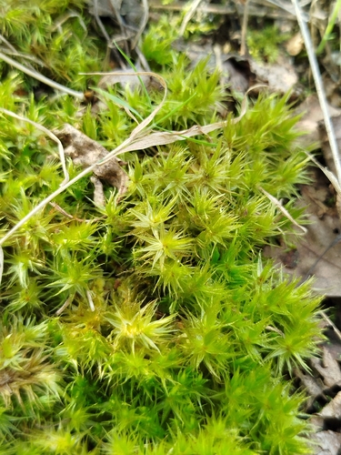 Waxyleaf Moss