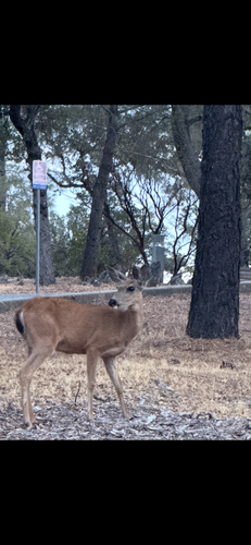 Mule Deer