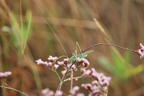 Lily Bush-cricket