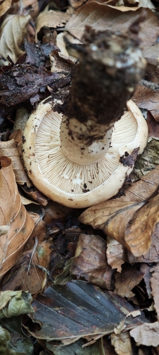 Pale Milkcap