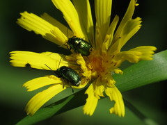 Cryptocephalus hypochaeridis