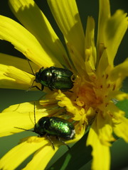 Cryptocephalus hypochaeridis