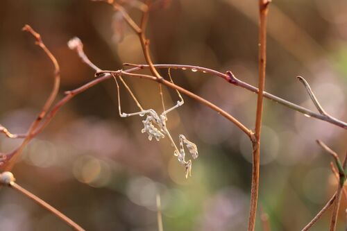 Fasciated Conehead Mantid