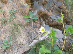 Drymocallis rupestris