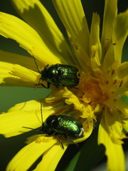 Cryptocephalus hypochaeridis