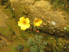Oxalis ptychoclada