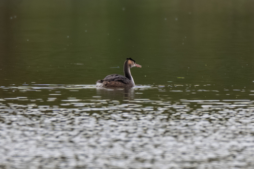 Great Crested Grebe