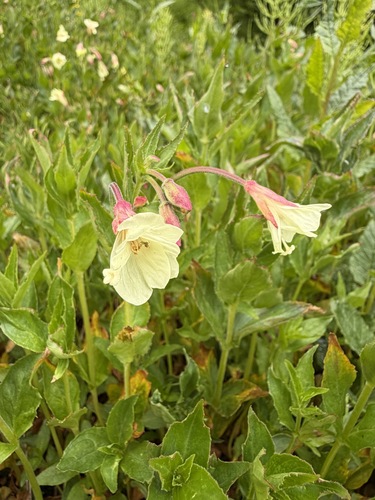 Epilobium luteum