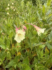 Epilobium luteum