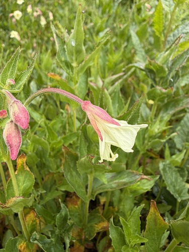 Epilobium luteum, photograph 2