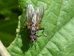 Hydrophoria lancifer