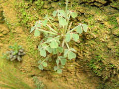 Oxalis ptychoclada