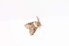 Lymantria sinica sinica