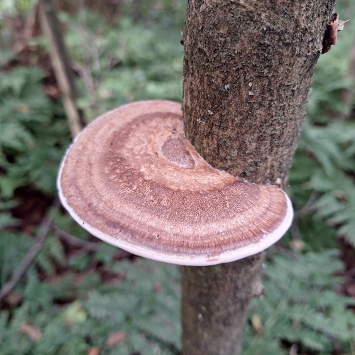 Thin-walled Maze Polypore