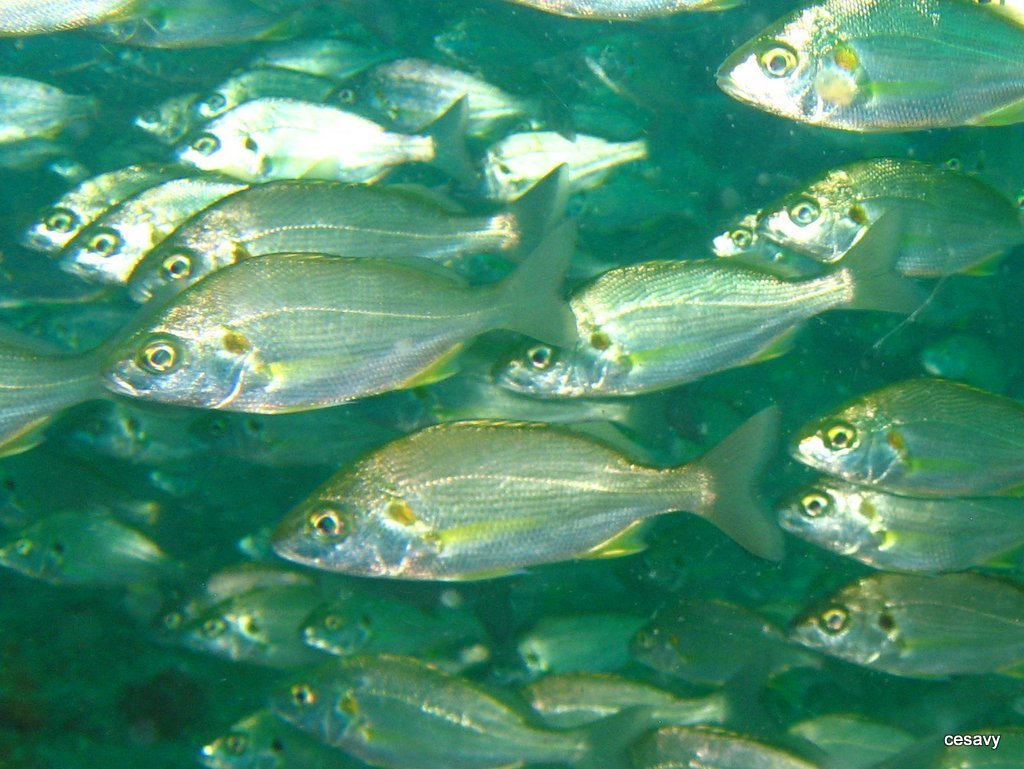 Olive Grunter