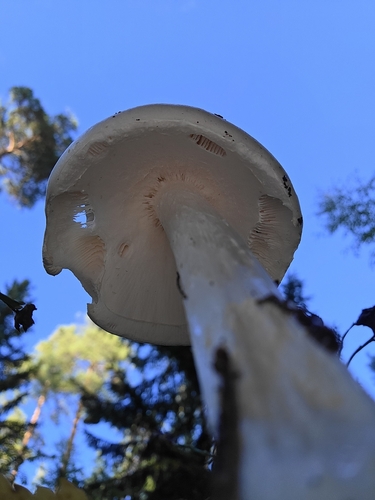 European Destroying Angel