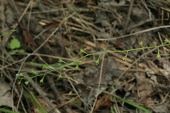 Trigonotis peduncularis