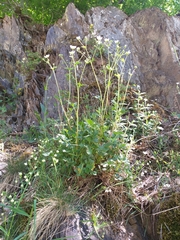 Drymocallis rupestris