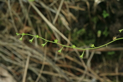 Trigonotis peduncularis