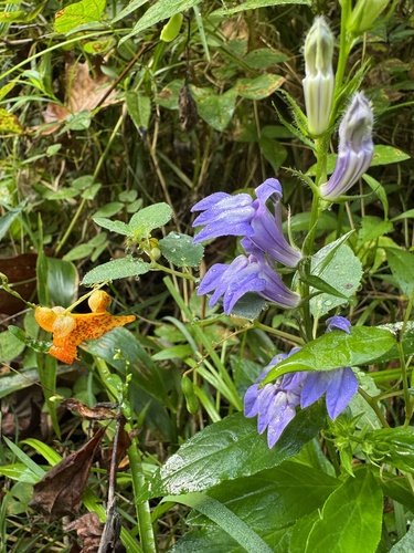 great blue lobelia