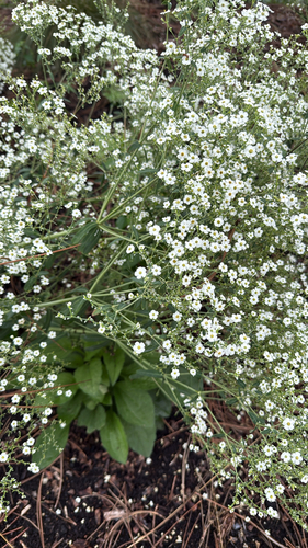 flowering spurge