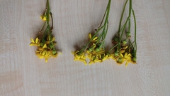 Senecio vernalis
