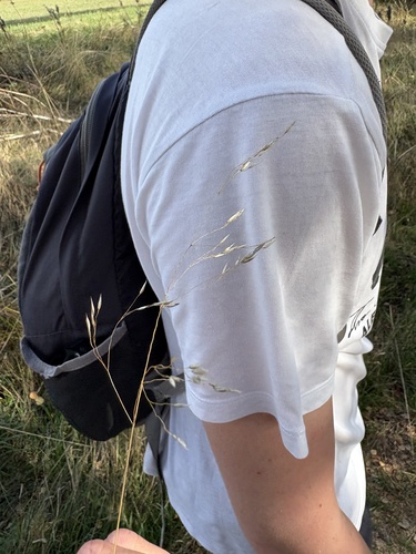 wavy hair-grass