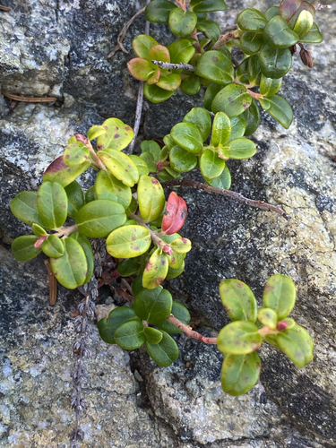Lingonberry