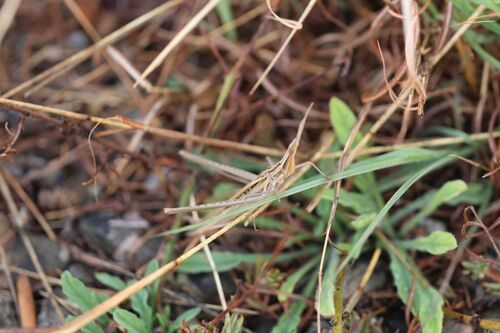 Mediterranean Slant-faced Grasshopper