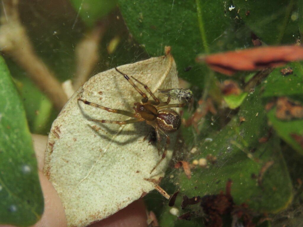 Anelosimus jucundus