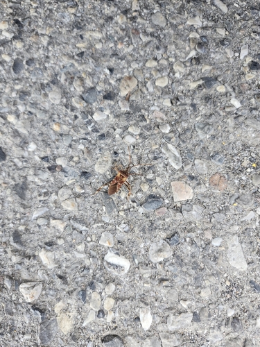 Western Conifer Seed Bug