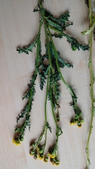 Senecio vernalis