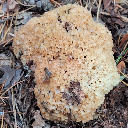 Cauliflower Fungus