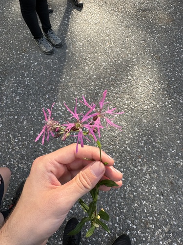 ragged-robin