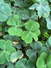 Oxalis oregana, photograph author not stated, no rights reserved