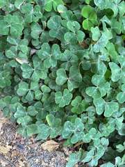 Oxalis oregana, photograph author not stated, no rights reserved