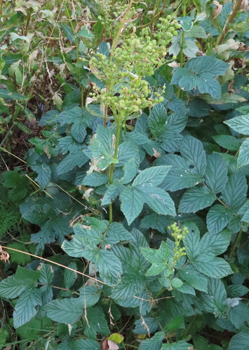 Meadowsweet