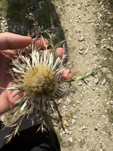 Silver Thistle
