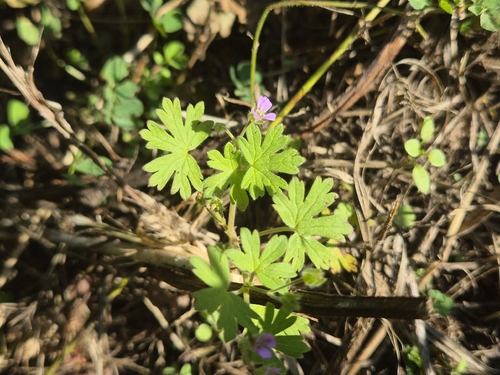 Geranium pusillum, photograph 6