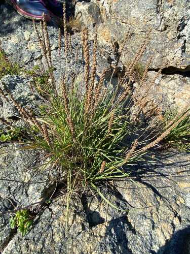 Sea Plantain