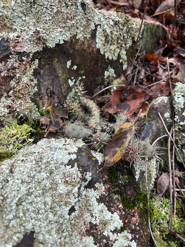 Opuntia fragilis, photograph 6