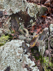 Opuntia fragilis, photograph author not stated, no rights reserved