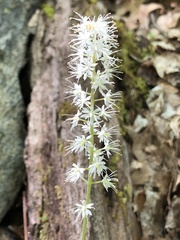 Tiarella austrina
