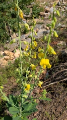 Crotalaria spectabilis, photograph (c) David Wilkins, some rights reserved (CC BY)