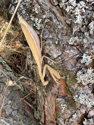 European Mantis