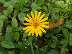 Philoglossa mimuloides