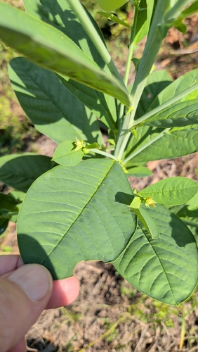 Crotalaria spectabilis, photograph 4